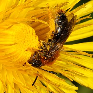Andrena haemorrhoa, W, an Taraxacum (1)