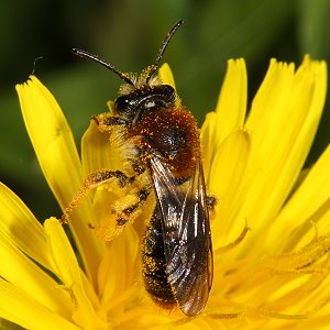 Andrena haemorrhoa, W, an Taraxacum (2)