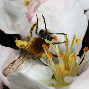 Andrena haemorrhoa, W, in Apfelblüte (1)