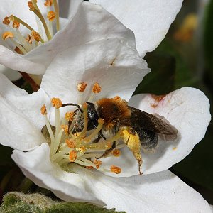 Andrena haemorrhoa, W, in Apfelbl&uuml;te (2)
