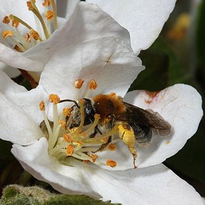 Andrena haemorrhoa, W, in Apfelblüte (2)