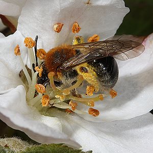 Andrena haemorrhoa, W, in Apfelbl&uuml;te (3)