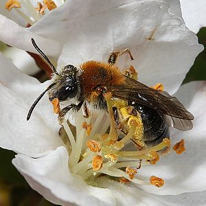 Andrena haemorrhoa, W, in Apfelbl&uuml;te (4)