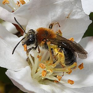 Andrena haemorrhoa, W, in Apfelblüte (4)