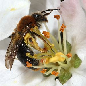 Andrena haemorrhoa, W, in Apfelblüte (5)