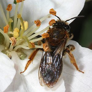 Andrena haemorrhoa, W, in Apfelblüte (6)