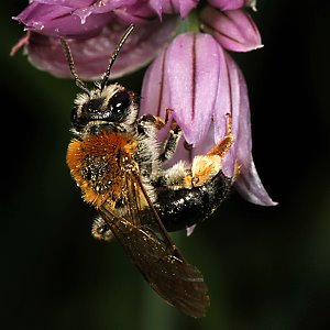 Andrena haemorrhoa, W, an Allium (1)