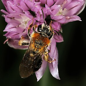 Andrena haemorrhoa, W, an Allium (2)