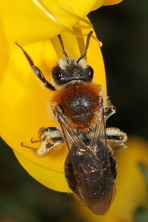 Andrena haemorrhoa, W, an Genista (1)