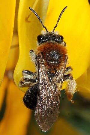 Andrena haemorrhoa, W, an Genista (2)
