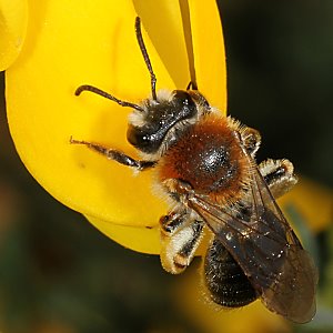 Andrena haemorrhoa, W, an Genista (3)