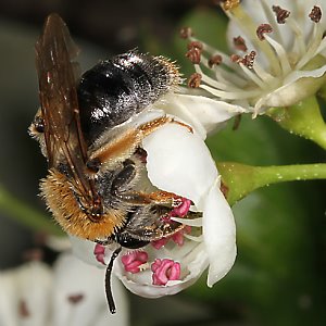 Andrena haemorrhoa, W, an Crataegus (1)