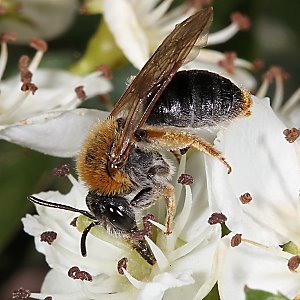 Andrena haemorrhoa, W, an Crataegus (3)