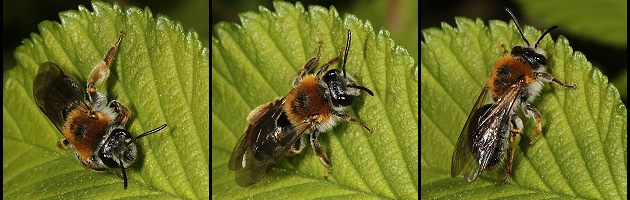 Andrena haemorrhoa, W, sonnenbadend