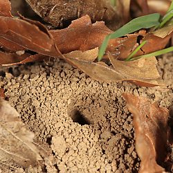 Andrena haemorrhoa, W, an Crataegus (2)