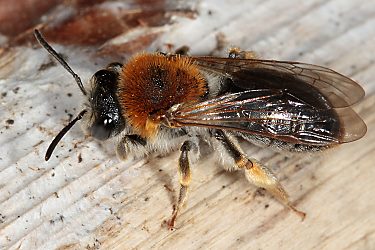 Andrena haemorrhoa, W, an Crataegus (3)