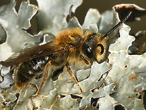 Andrena haemorrhoa, M (2)