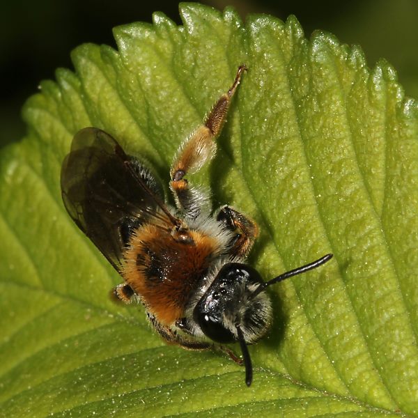 Andrena haemorrhoa, W