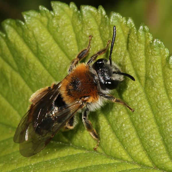 Andrena haemorrhoa, W