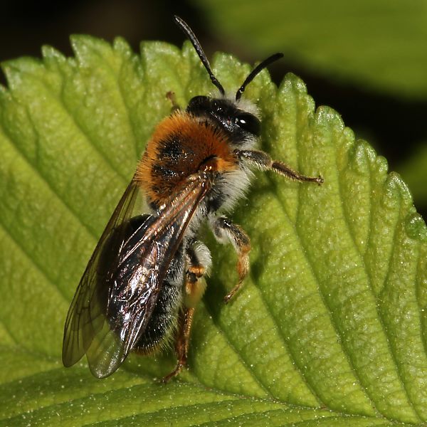 Andrena haemorrhoa, W
