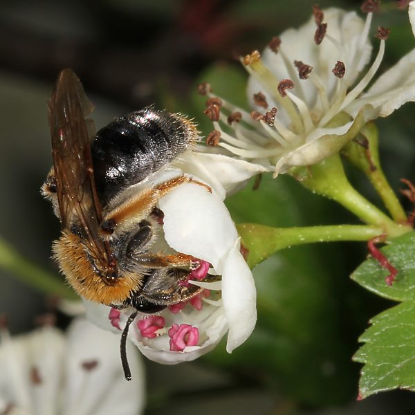 Andrena haemorrhoa, W