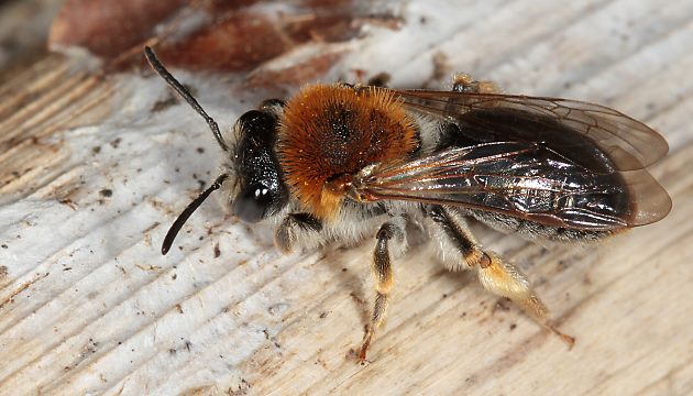 Andrena haemorrhoa, W
