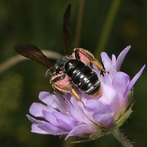 Sandbiene: Andrena labiata, W