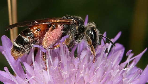Andrena hattorfiana, W