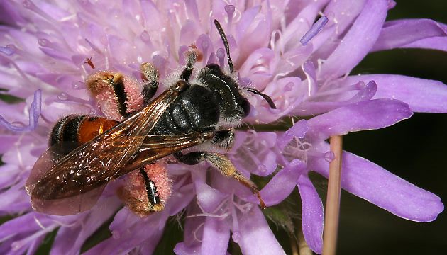 Andrena hattorfiana, W