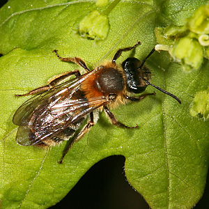 Sandbiene Andrena helvola, W Sandbiene Andrena helvola, W