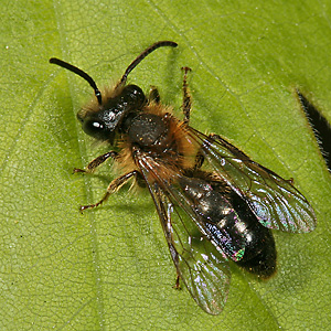 Andrena helvola, M