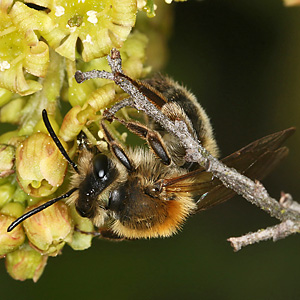 Andrena helvola, W Andrena helvola, W