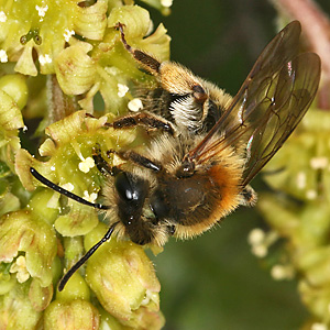 Andrena helvola, W Andrena helvola, W