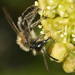 Andrena helvola, M Andrena helvola, M