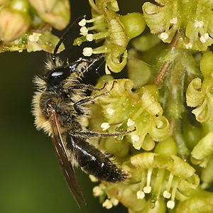 Andrena helvola, M Andrena helvola, M