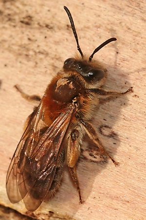 Andrena helvola, W Andrena helvola, W