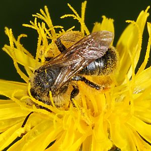 Andrena humilis, W, an Crepis biennis (1)