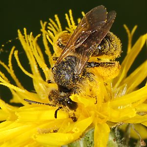 Andrena humilis, W, an Crepis biennis (2)