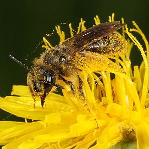 Andrena humilis, W, an Crepis biennis (3)