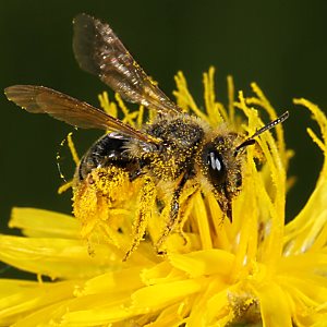 Andrena humilis, W, an Crepis biennis (4)