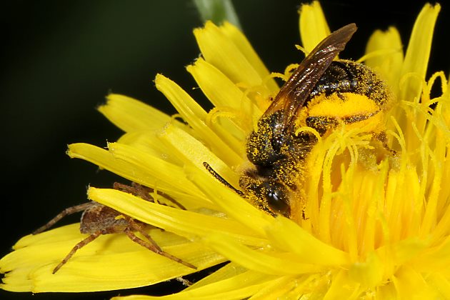 Andrena humilis, W, mit Spinne