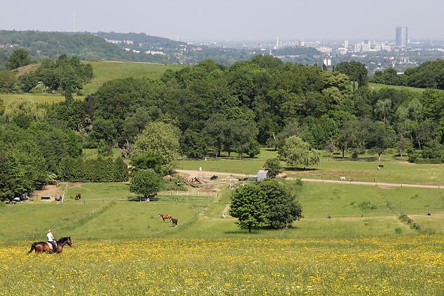 Habitat der Sandbiene Andrena humilis