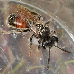 Sandbiene Andrena labiata, W Sandbiene Andrena labiata, W