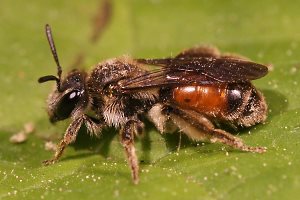Sandbiene: Andrena labiata, W