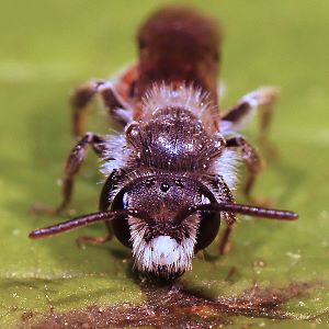 Andrena labiata, M: Kopf-Portrait