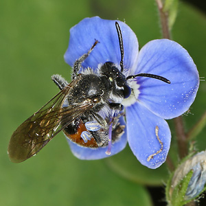 Andrena labiata, M