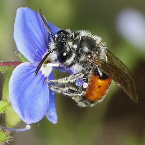 Andrena labiata, M
