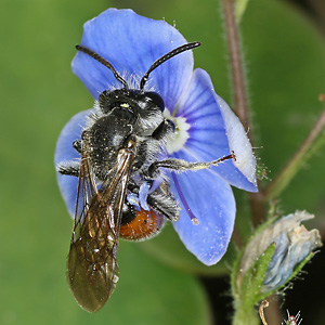 Andrena labiata, M