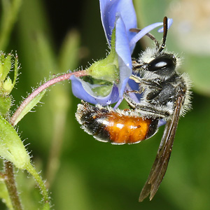 Andrena labiata, M