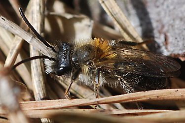 Andrena lapponica, M
